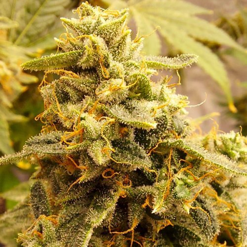 Купить стакан травы Northern Lights