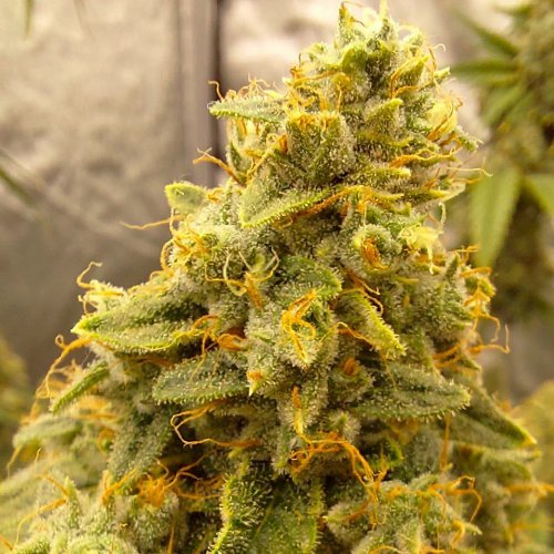 Купить стакан травы Northern Lights