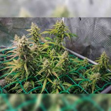 Auto Northern Lights