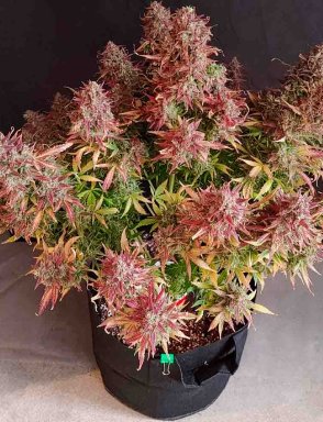 Auto Purple Opium