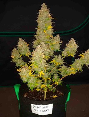 Auto White Widow
