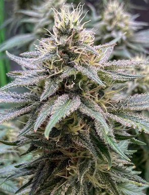 Blue Cheese