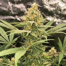 AK-47 XL