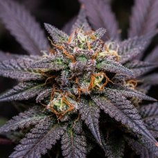 Black Opium