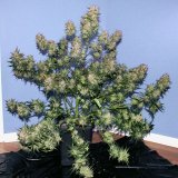 Auto Girl Scout Cookies