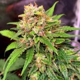 Auto Lemon Zkittlez