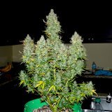 Auto Tutankhamon