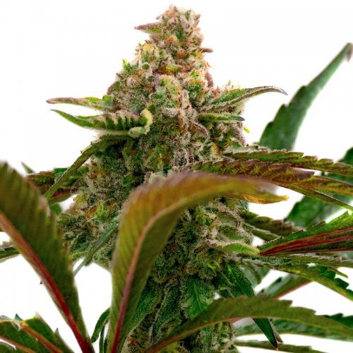 Купить стакан травы Bruce Banner Fast