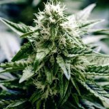 CBD Monster