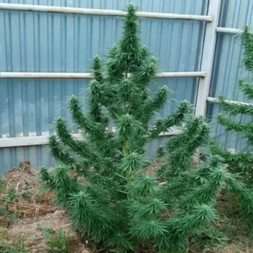 Купить стакан травы Divine OG Kush 