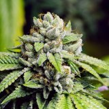 Gorilla Glue x Bruce Banner