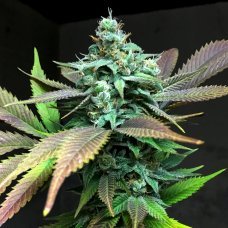 Купить стакан травы LSD