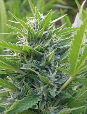 Jamaica Sativa