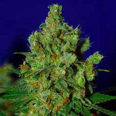 Купить стакан травы Killer Kush Fast