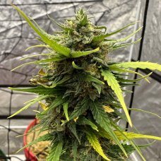 Купить стакан травы Green Crack Feminised