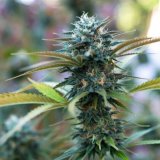 Jack Herer
