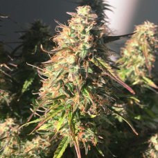 Купить стакан травы Auto Pineapple Express fem