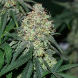 Pineapple Express