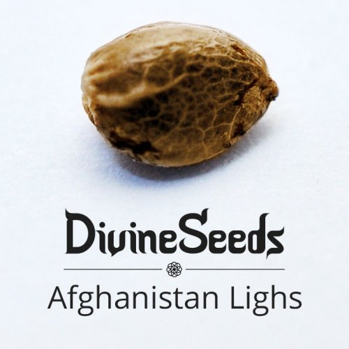 Купить стакан травы Afghanistan Lights
