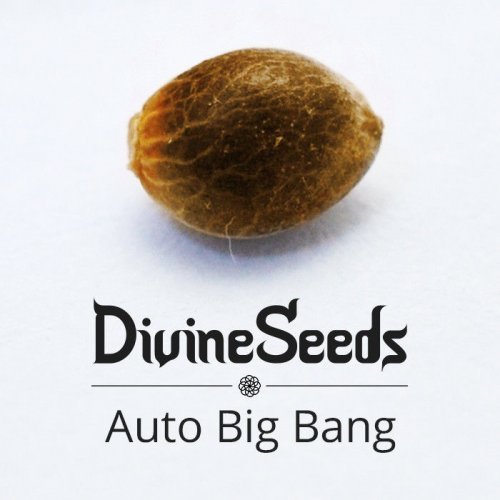 Купить стакан травы Auto Big Bang