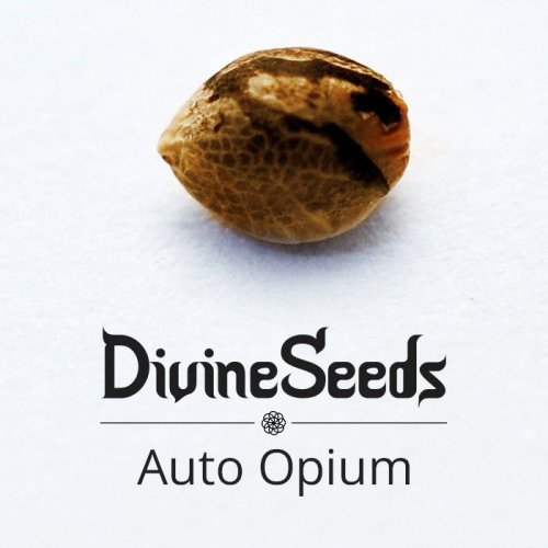 Купить стакан травы Auto Opium