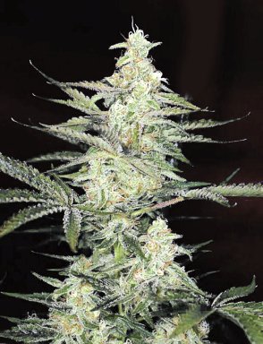 Opium