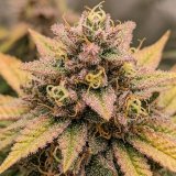 Zkittlez